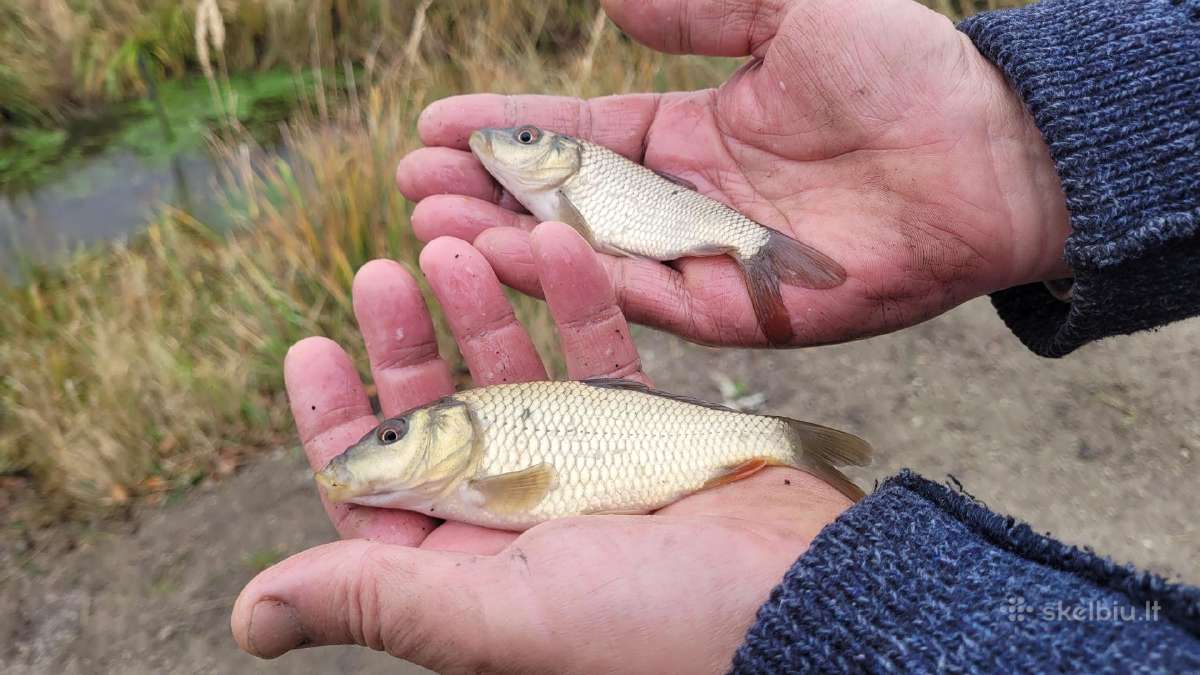 Karpiukai, karosai,karosiukai - nuotraukos Nr. 2