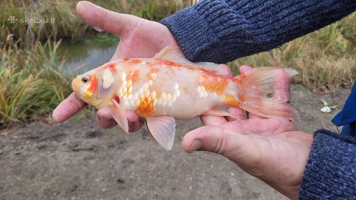 Karpiukai, karosai,karosiukai - nuotraukos Nr. 3