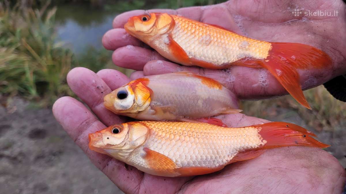 Karpiukai, karosai,karosiukai