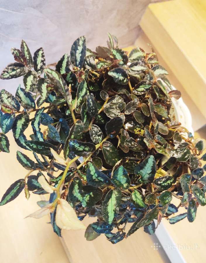 Kambarinė gėlė"pellionia repens". - nuotraukos Nr. 3