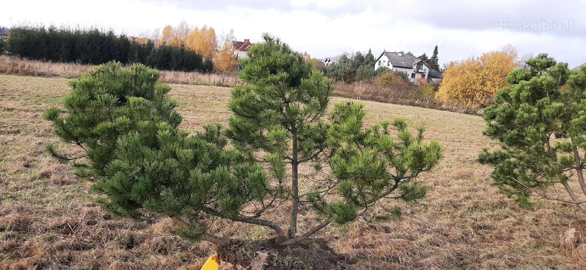 Parduodamos Juodosios pušys ir Paprastos pušys - nuotraukos Nr. 16