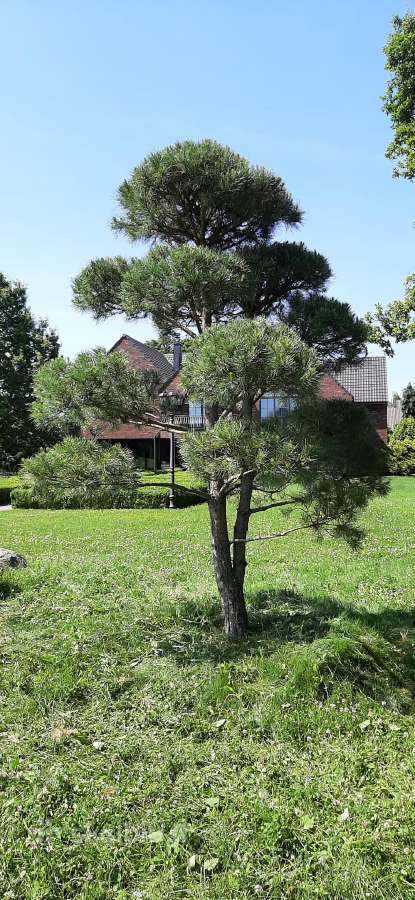 Parduodamos Juodosios pušys ir Paprastos pušys - nuotraukos Nr. 17
