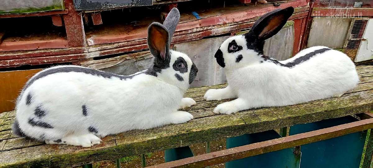 Belgų milžinai,vokiečių drugeliai, vienos pilkieji - nuotraukos Nr. 14