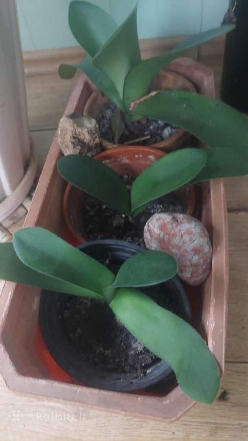 Raudminas,3€ - nuotraukos Nr. 2