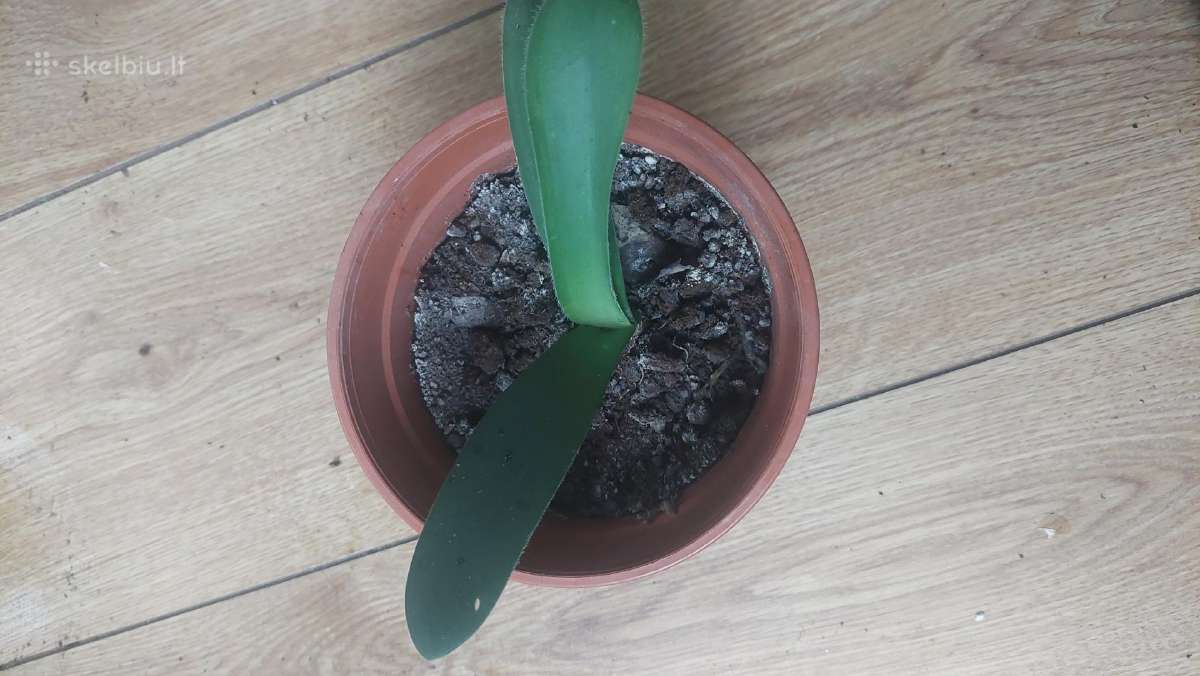 Raudminas,3€ - nuotraukos Nr. 3