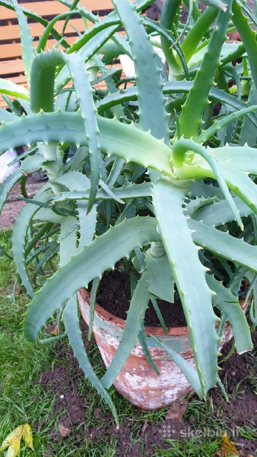 Vaistinis alavijas