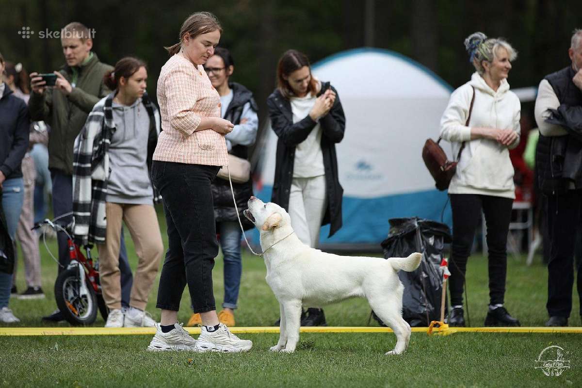 Kilmingi labradoro Retriveriai Angelų Rojus - nuotraukos Nr. 7