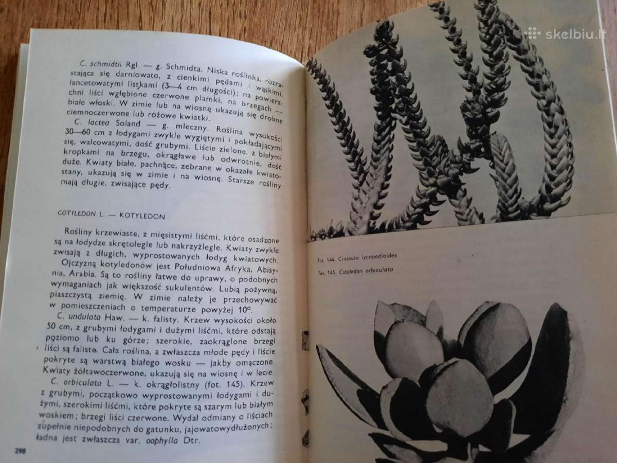 Kaktusy i inne sukulenty (lenkų k.) - nuotraukos Nr. 11