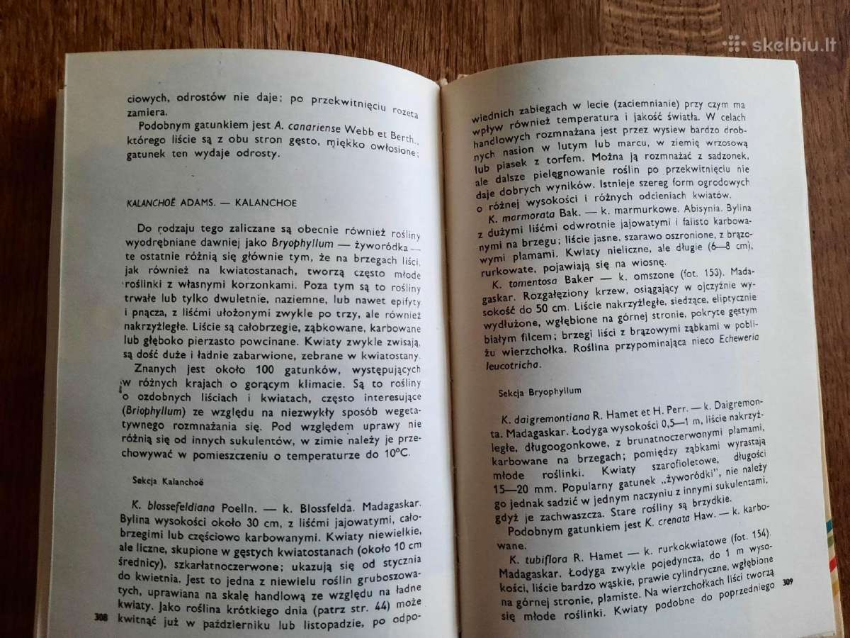 Kaktusy i inne sukulenty (lenkų k.) - nuotraukos Nr. 13