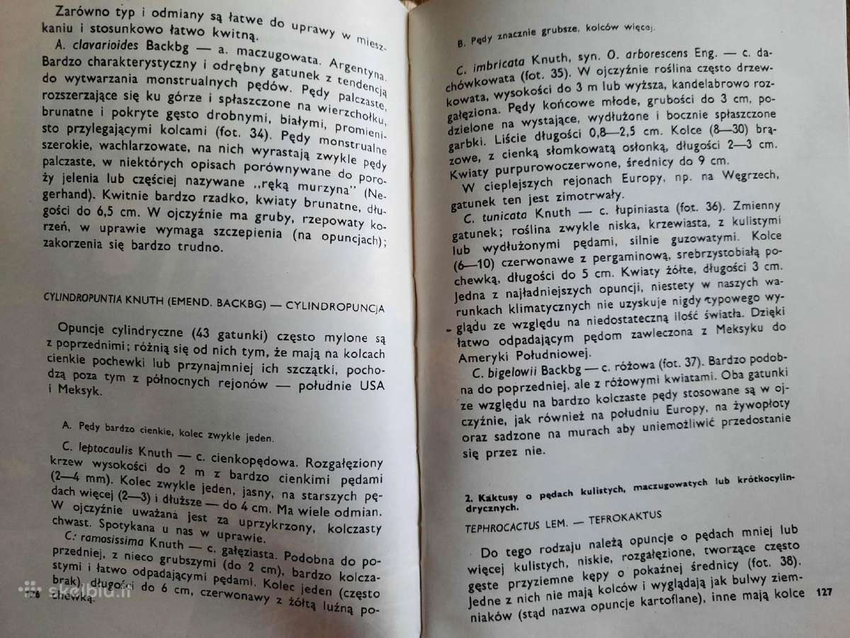 Kaktusy i inne sukulenty (lenkų k.) - nuotraukos Nr. 8