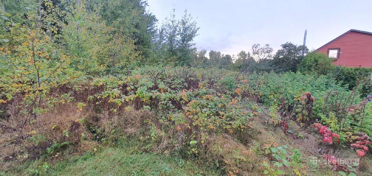 Frezavimas,vejos įrengimas sodybų tvarkymo darbai - nuotraukos Nr. 22