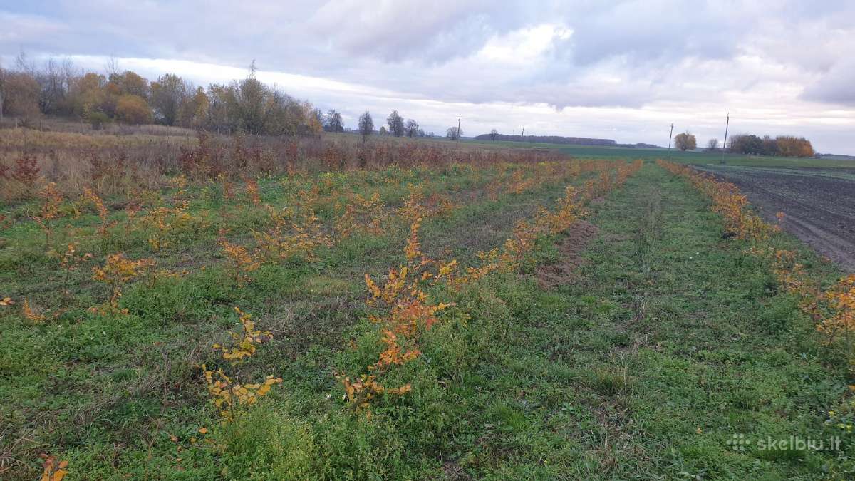Parastasis Bukas Fagus sylvaticair Skroblas - nuotraukos Nr. 5
