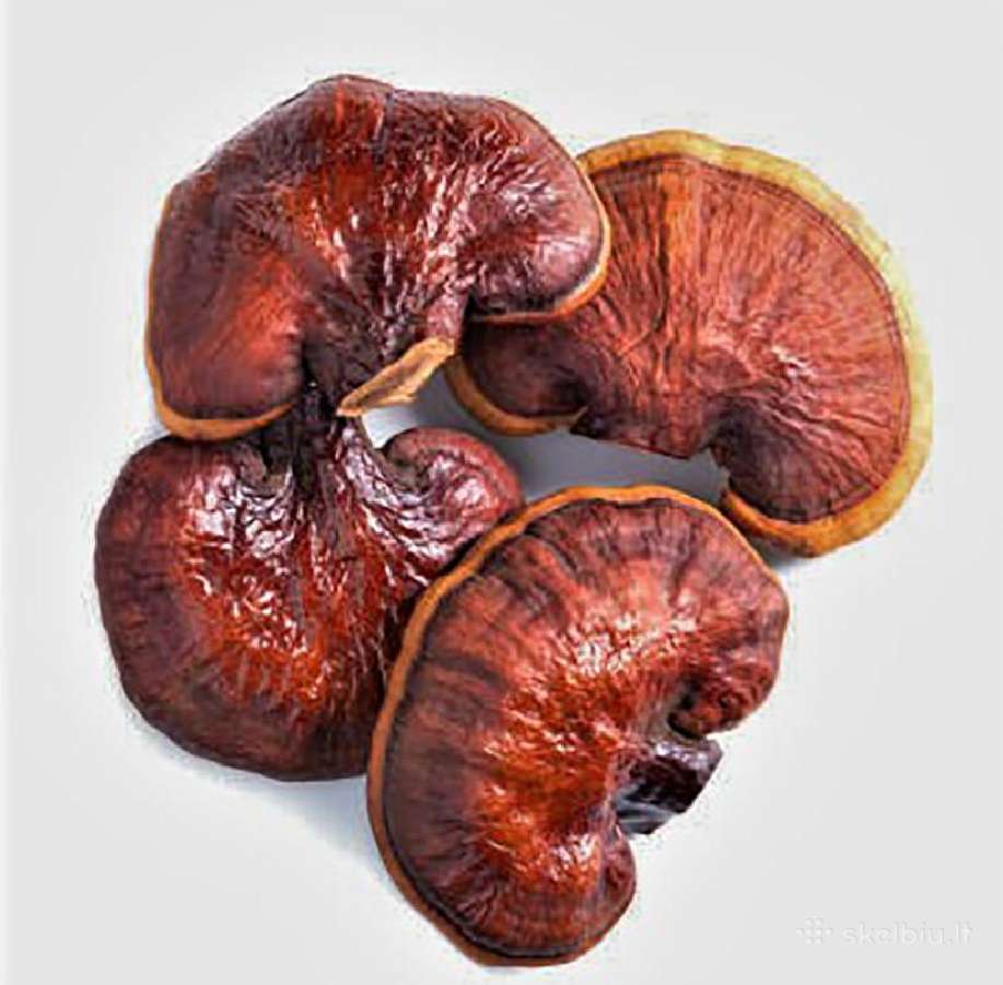 Džiovinti Reishi grybai 50gr 100gr