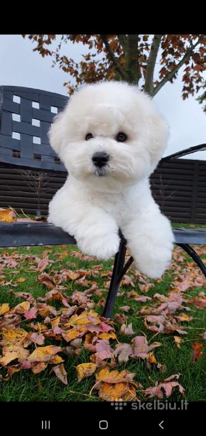 Kilmingi garbanotieji bišonai/ bichon frise - nuotraukos Nr. 11
