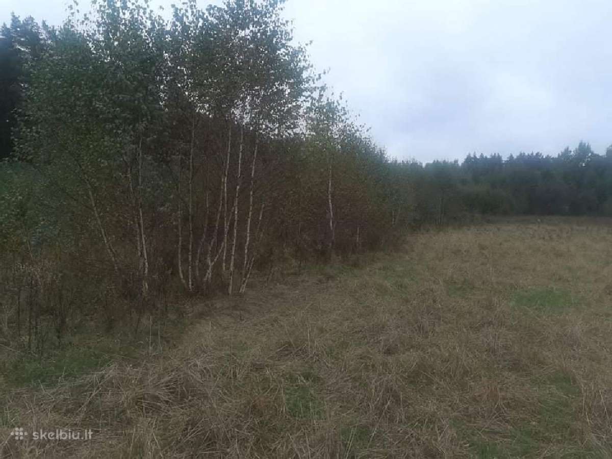 Sklypų valymas,šakų smulkinimas,žolės pjovimas. - nuotraukos Nr. 7