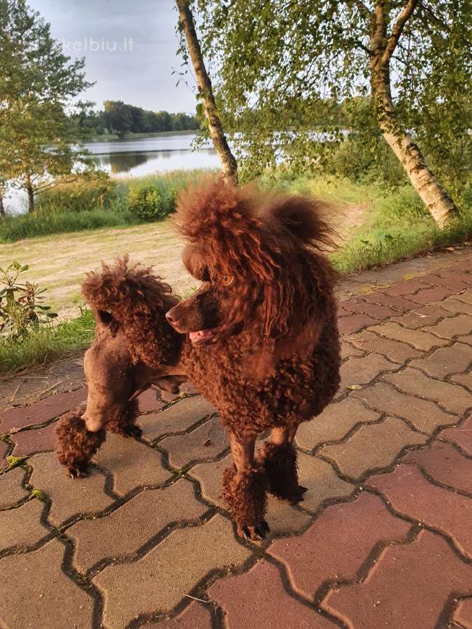 Kergimui Nykštukinis šokoladinis pudelis - nuotraukos Nr. 5