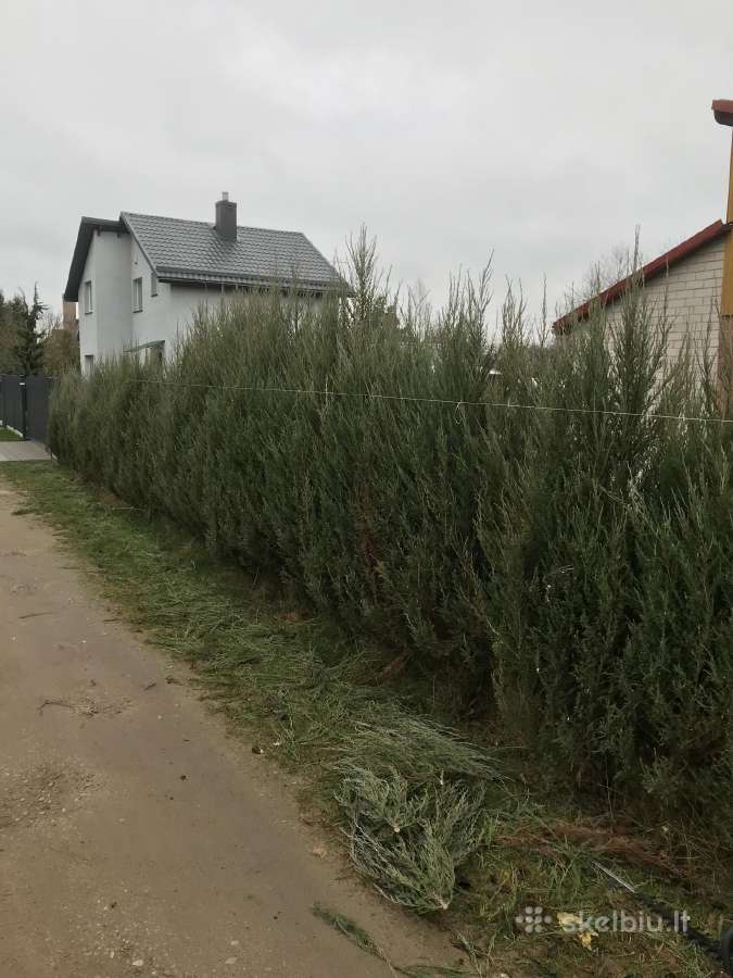 Medžių, krūmų, gyvatvorių pjovimas, genėjimas - nuotraukos Nr. 3