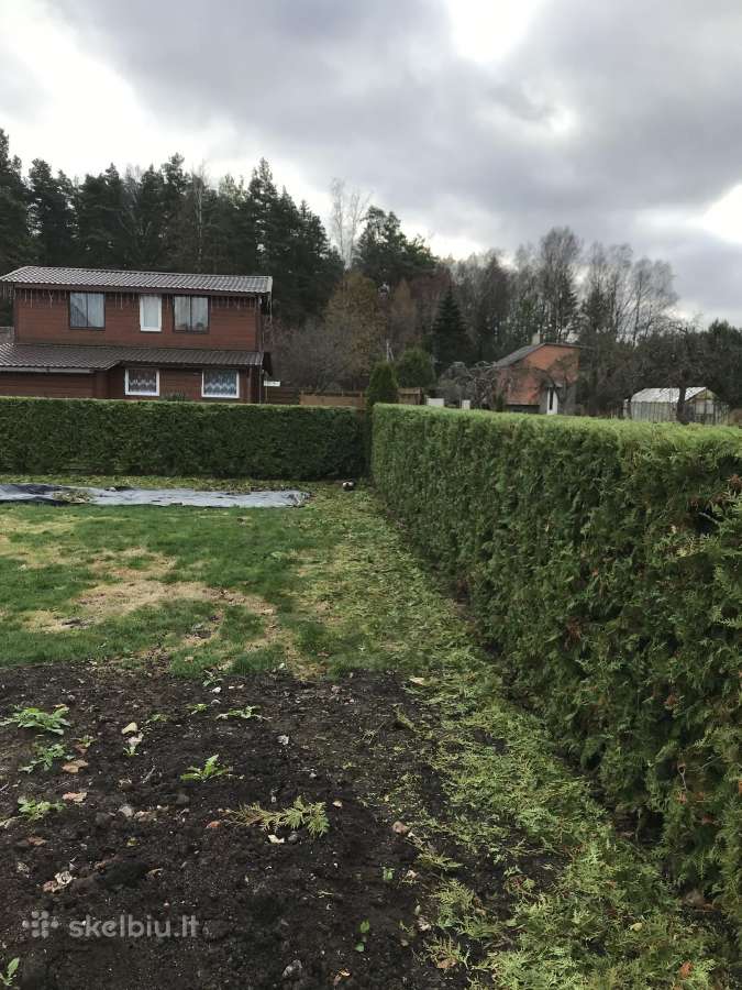 Medžių, krūmų, gyvatvorių pjovimas, genėjimas - nuotraukos Nr. 6