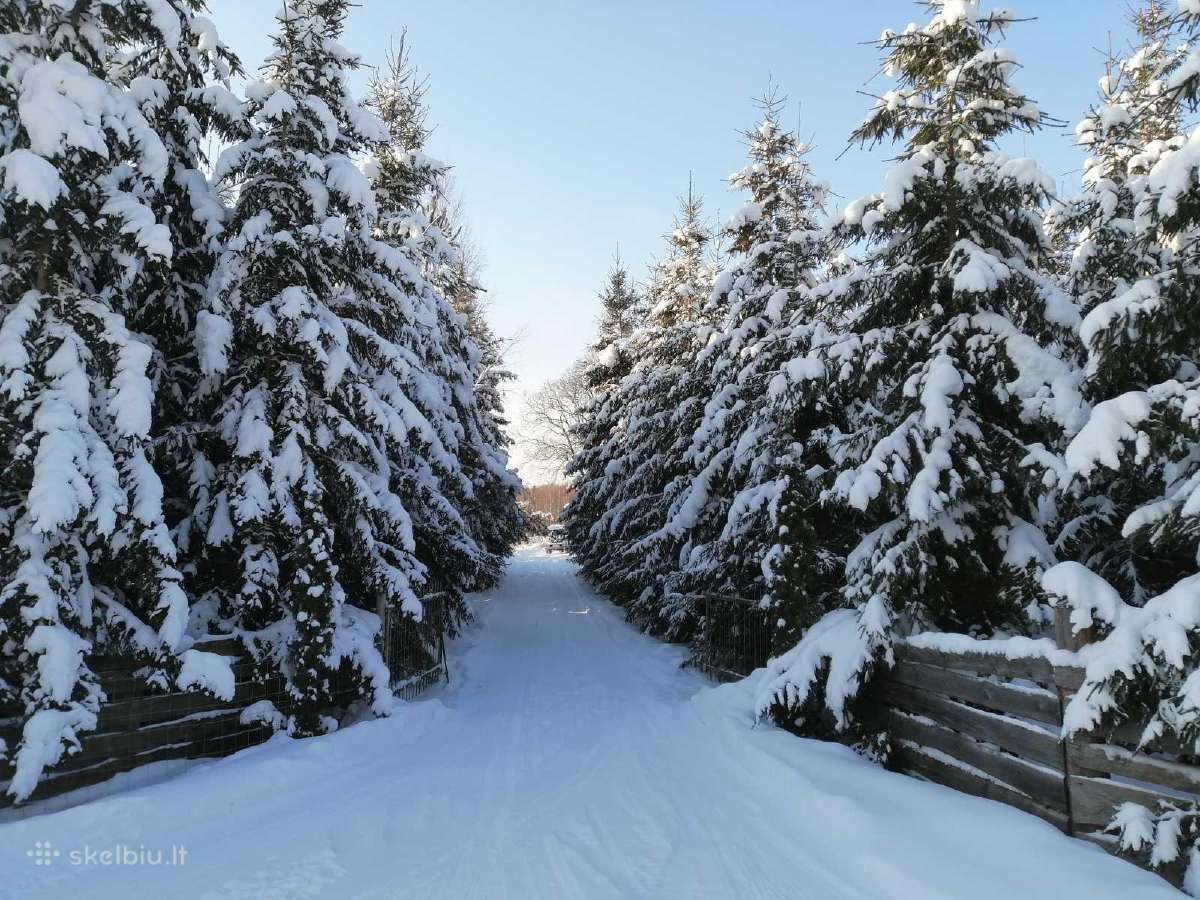 Sodybos nuoma - pramoginė žvejyba - nuotraukos Nr. 4