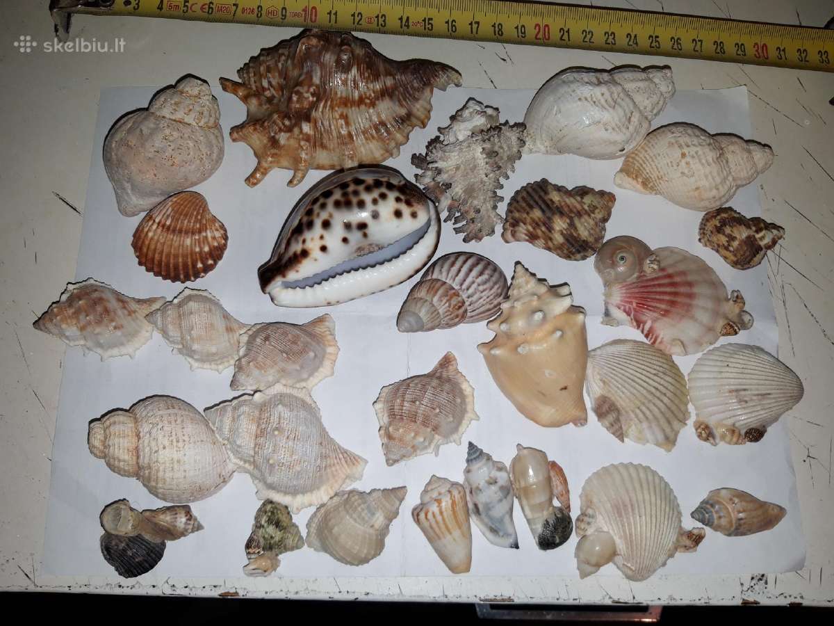 Jurines kriaukles - Skelbiu.lt