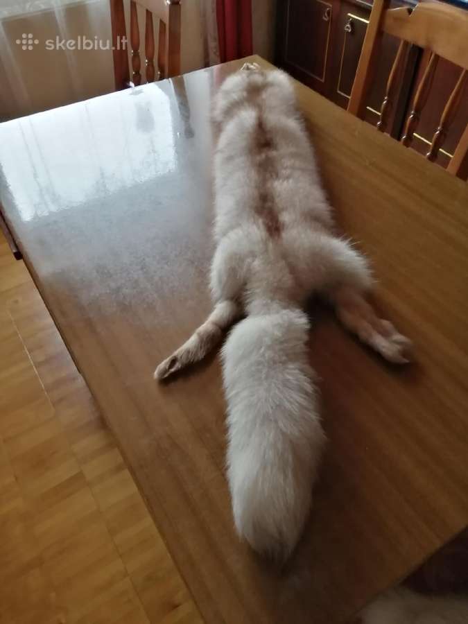 Lapių apykaklės