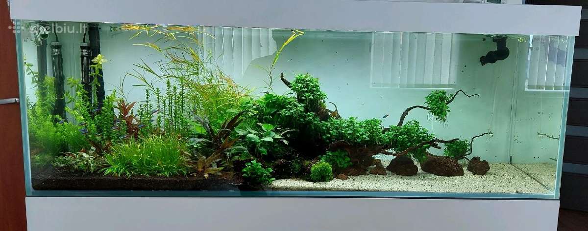 Akvariumų klijavimas, įrengimas, priežiūra - nuotraukos Nr. 34