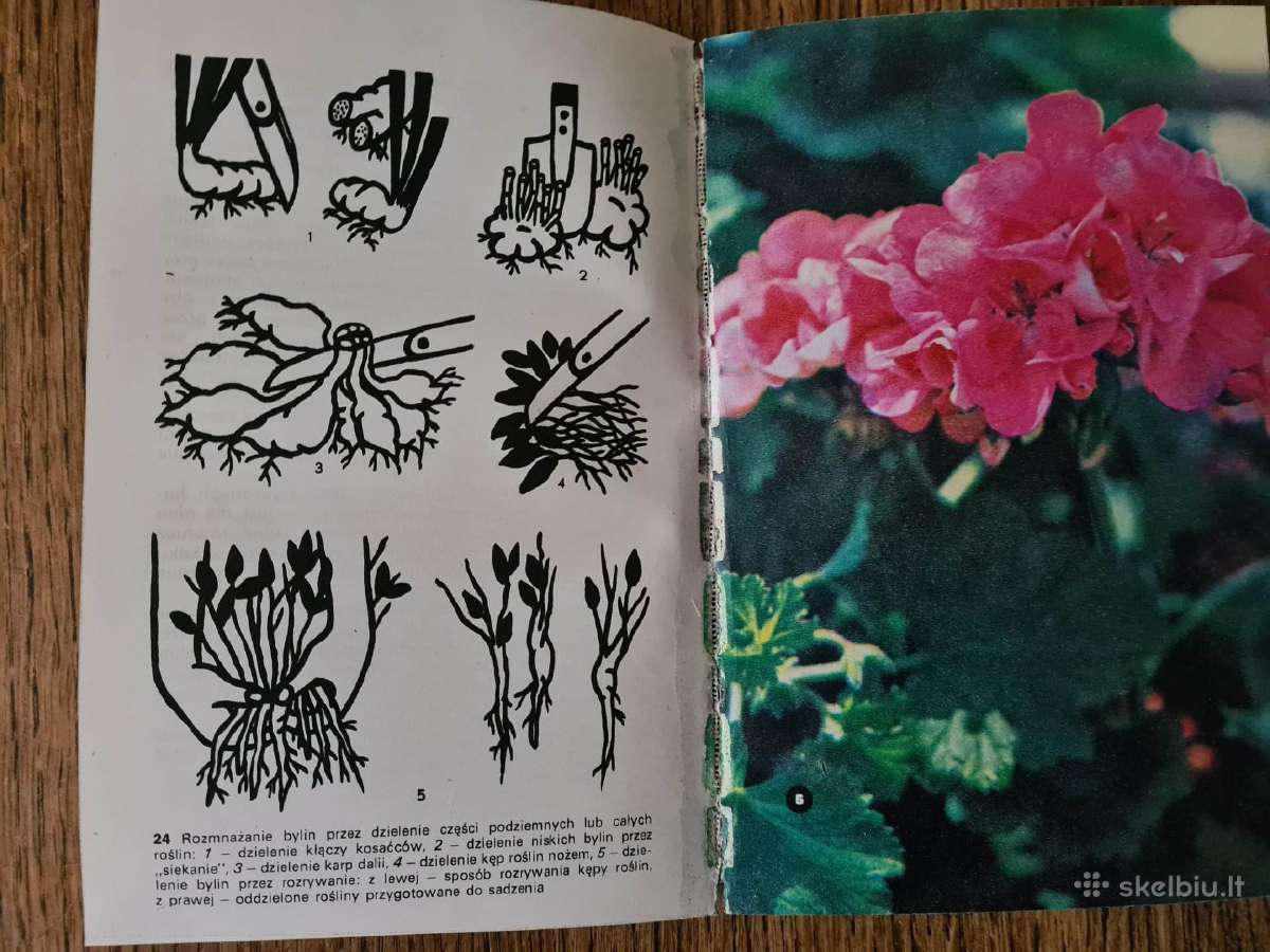 Kwiaty w ogrodku (lenkų k.) 1972 - nuotraukos Nr. 8