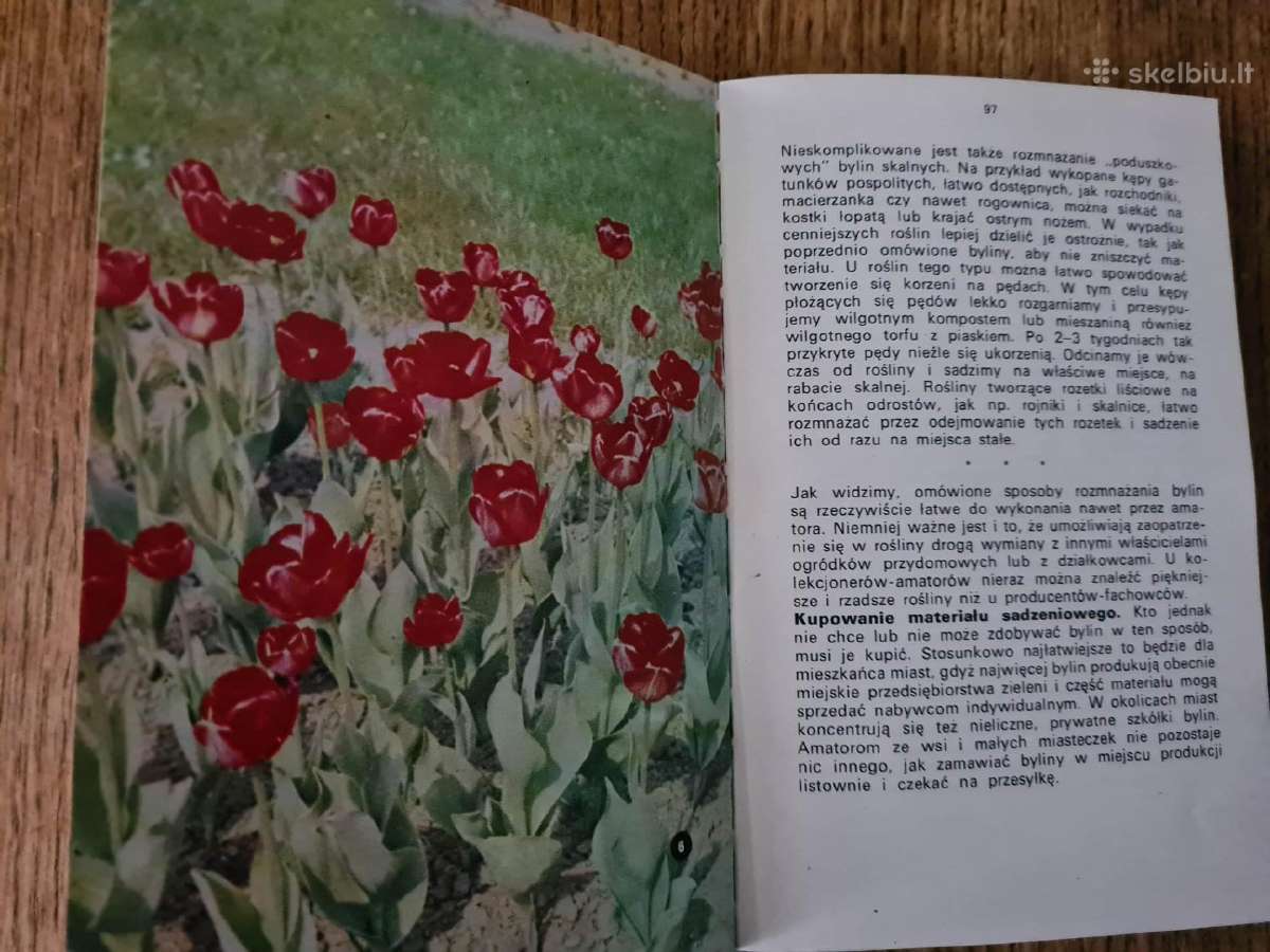 Kwiaty w ogrodku (lenkų k.) 1972 - nuotraukos Nr. 7
