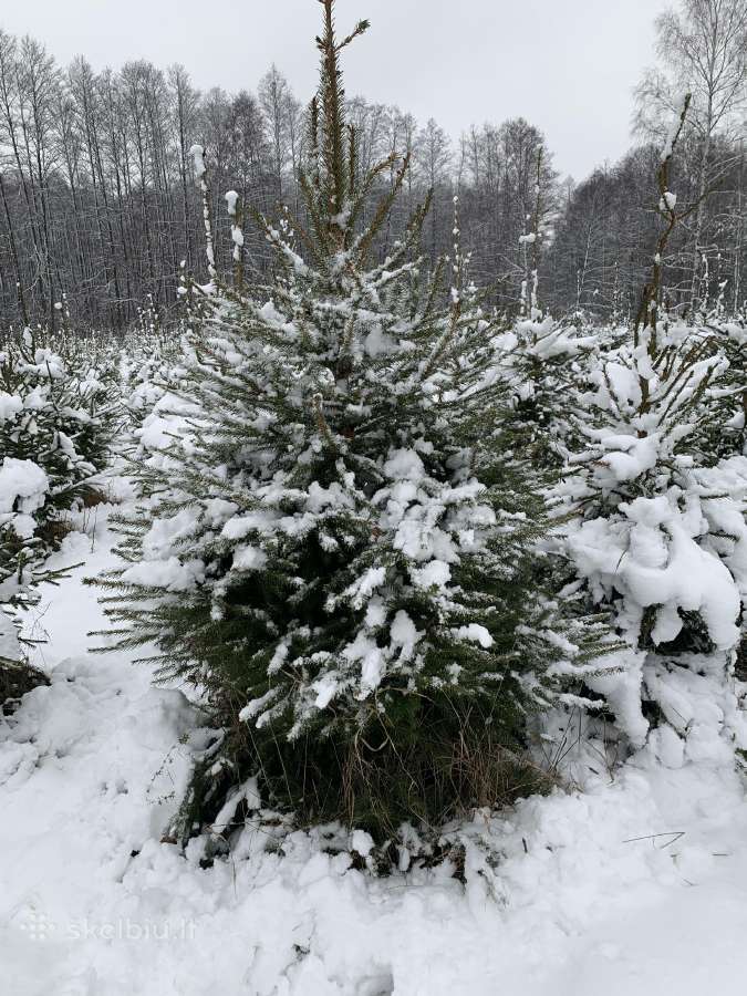 Didmeninė prekyba kalėdinėmis eglutėmis - nuotraukos Nr. 2