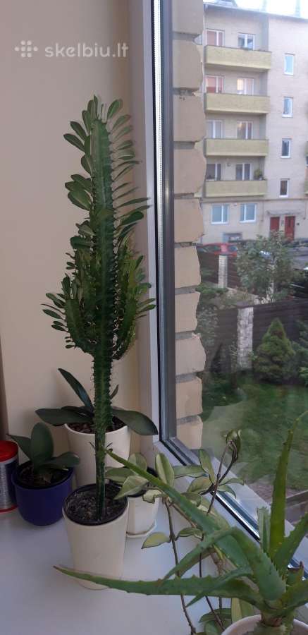 Tribriaunė karpažolė