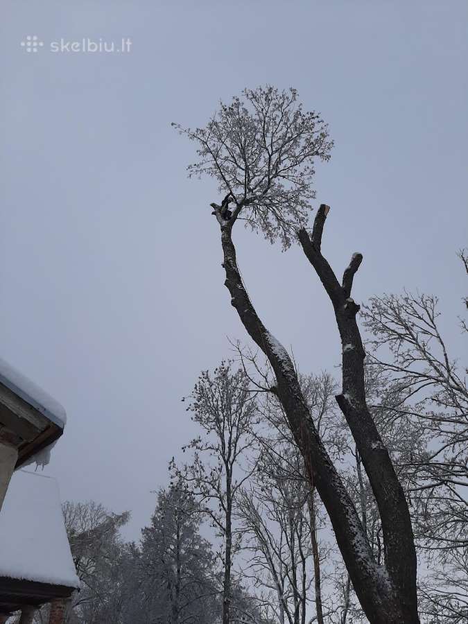 Aukštalipiai,medžių pjovimas,kelmų naikinimas.