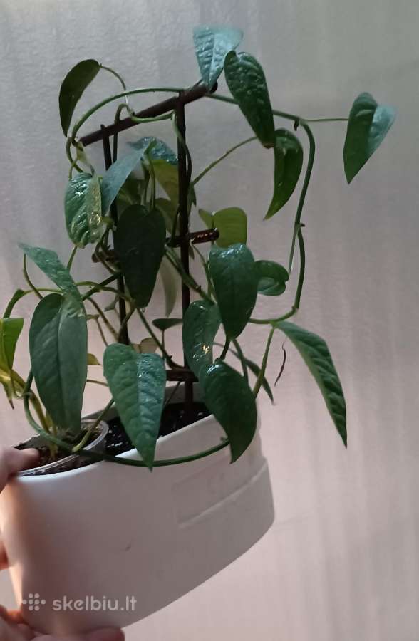 Filodendronai, epipremnum