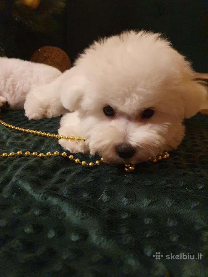 Kilmingi garbanotieji bišonai/ bichon frise - nuotraukos Nr. 22