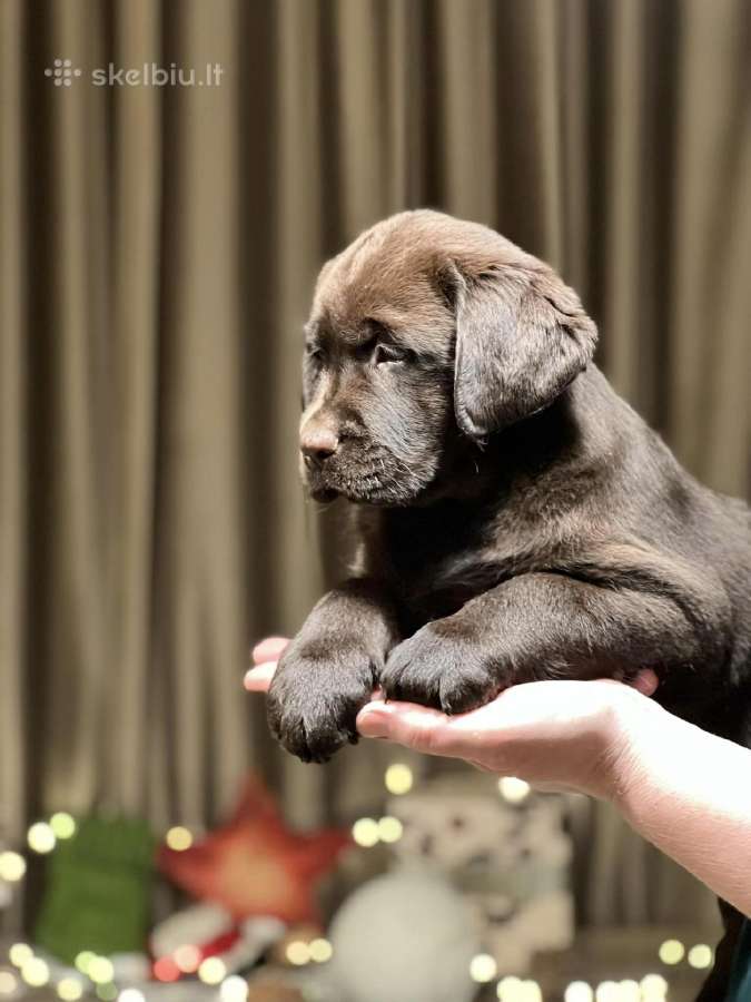 Kilmingi labradoro retriveriai - nuotraukos Nr. 18