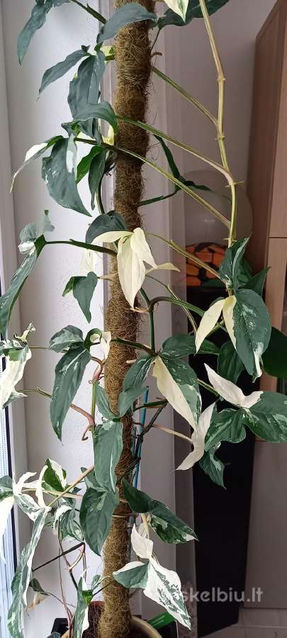 Syngonium Amerald Gem kolekcinis augalas.arba Alba - nuotraukos Nr. 5