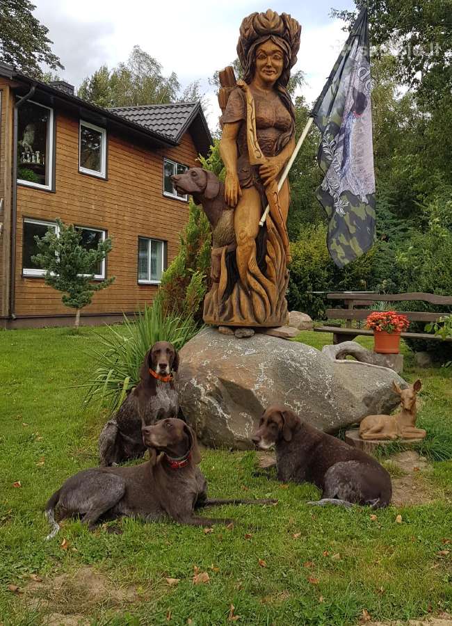 Vokiečių kurtsharai - nuotraukos Nr. 3