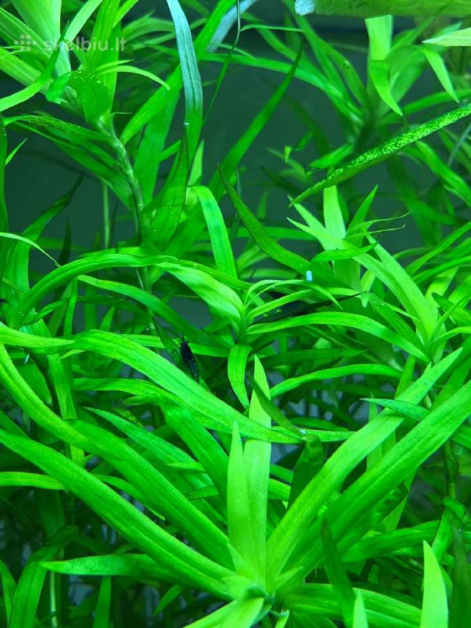 Neocaridina Blue dream mėlynos krevetės - nuotraukos Nr. 3
