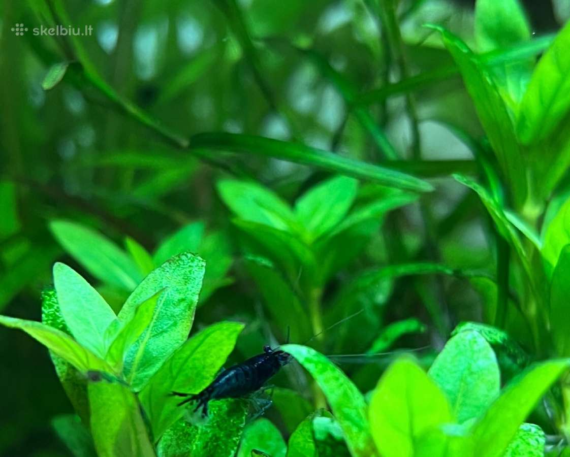 Neocaridina Blue dream mėlynos krevetės - nuotraukos Nr. 4