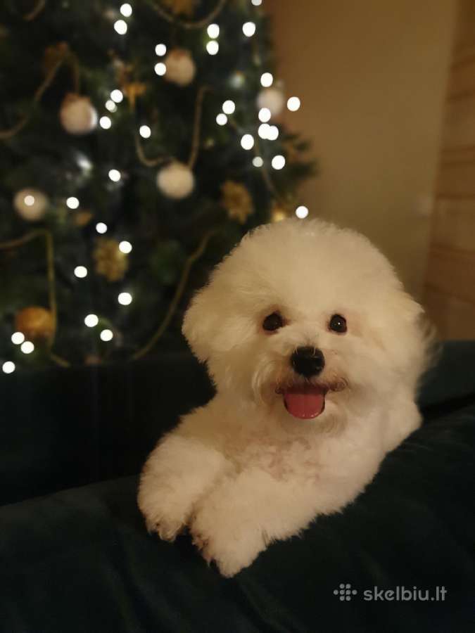 Kilmingi garbanotieji bišonai/ bichon frise - nuotraukos Nr. 21