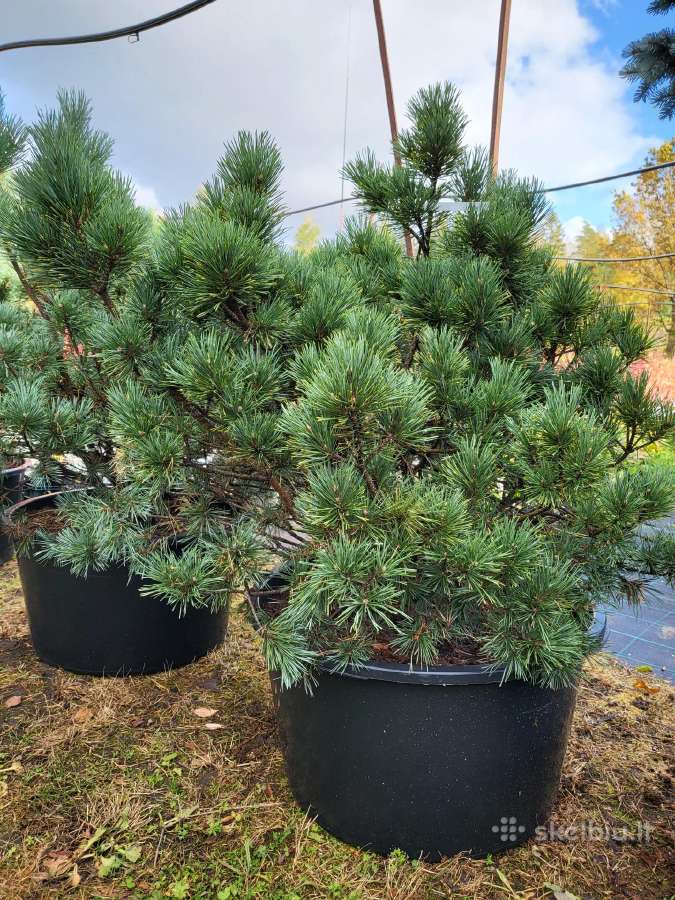 Kalninės, juodosios, paprastos pušys himalajinės p - nuotraukos Nr. 19
