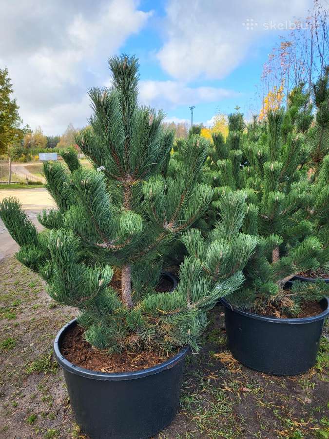 Kalninės, juodosios, paprastos pušys himalajinės p - nuotraukos Nr. 20