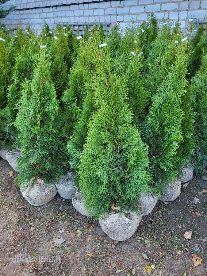 Kalninės, juodosios, paprastos pušys himalajinės p - nuotraukos Nr. 21