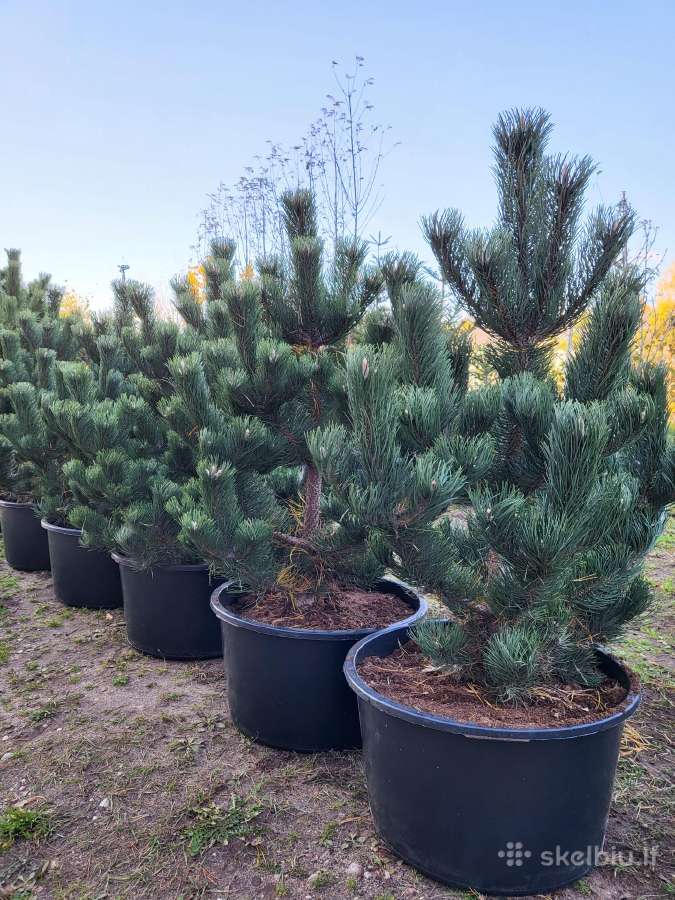 Kalninės, juodosios, paprastos pušys himalajinės p - nuotraukos Nr. 2