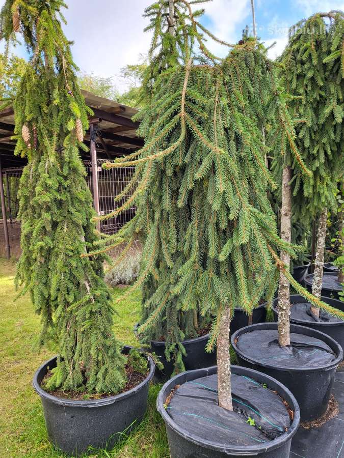 Kalninės, juodosios, paprastos pušys himalajinės p - nuotraukos Nr. 25