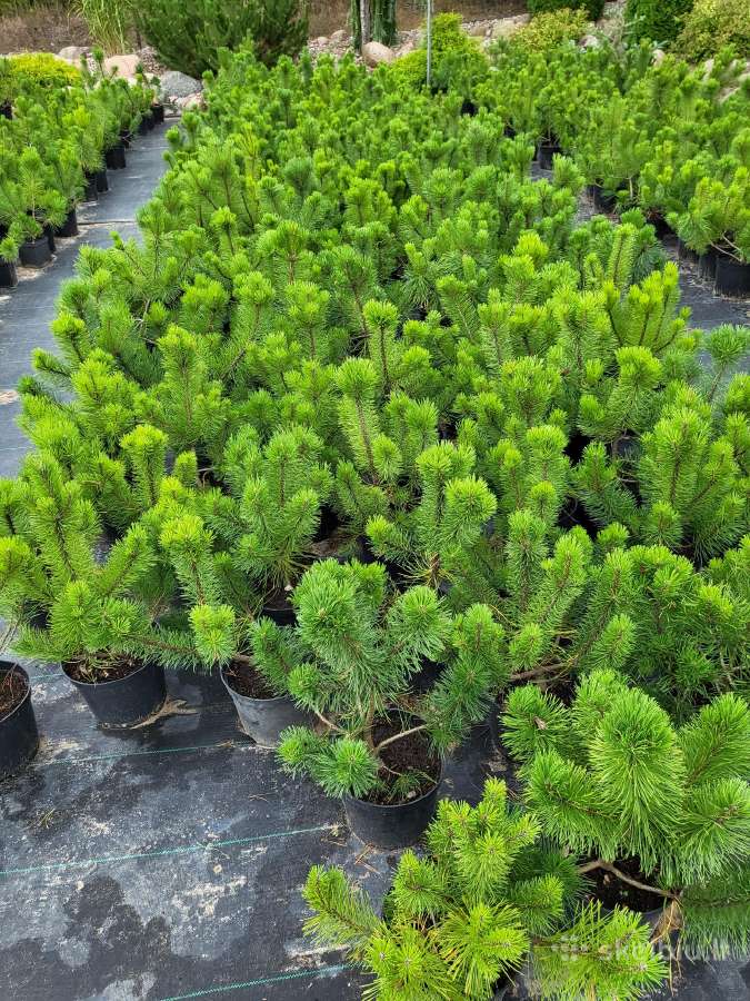 Kalninės, juodosios, paprastos pušys himalajinės p - nuotraukos Nr. 28