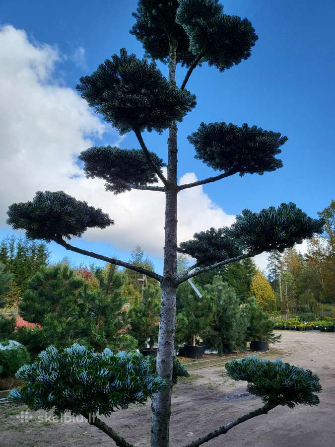 Kalninės, juodosios, paprastos pušys himalajinės p - nuotraukos Nr. 31