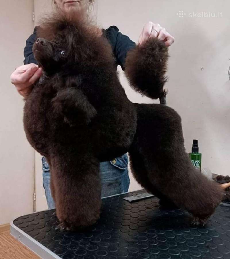 Toy pudelis su patirtim kergimui - nuotraukos Nr. 2