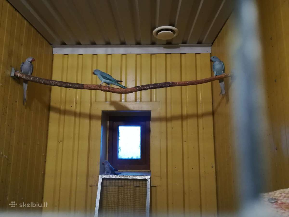Krameriai ir pašaras papūgoms, kanarėlėms, amadina - nuotraukos Nr. 4