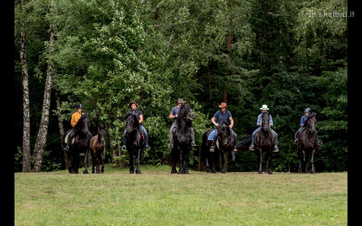 Fryzu zirgai - friesian horses for sale - nuotraukos Nr. 5