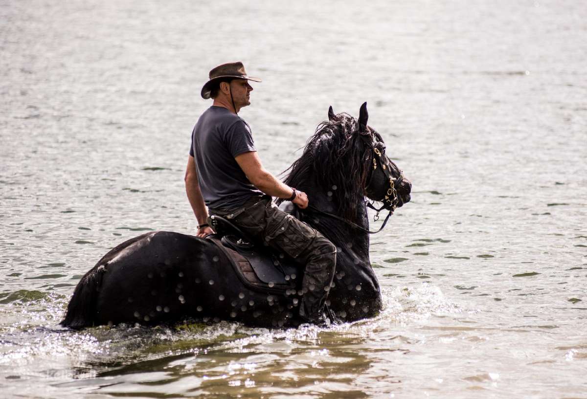 Fryzu zirgai - friesian horses for sale - nuotraukos Nr. 6